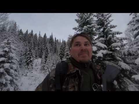 Älgjakt i Jämtland ( på pass)