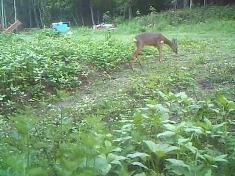 Roe Deer doe [Trail Cam] - Tocketts Mill, North Yorkshire