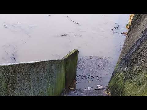 Rijeka Sava u Gradišci 12. decembar 2022.