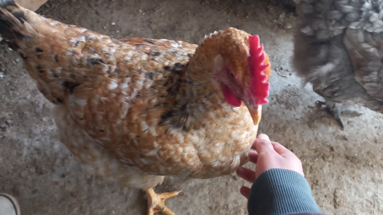 ¿Cuánto pesa una gallina pavipollo de 6 meses de edad