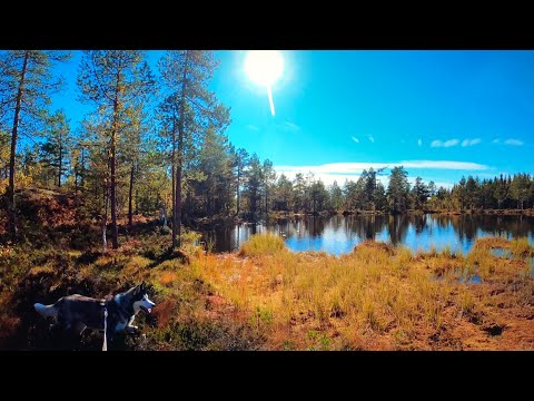 Autumn colours 🍂🍁Hiking on beautiful marshes 🍂🍁Nordmarka forest in Norway 🍂🍁Siberian Husky in lead