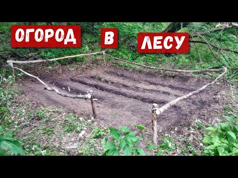 Посадил огород в лесу у хижины | Обзор лесного дома после зимы