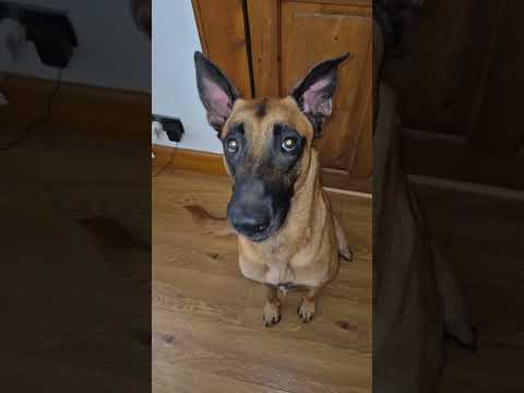 Un chien dévore un steak en une seule bouchée !