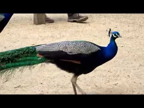 Volière auf der Berliner Pfaueninsel (Raphaelas Welt)