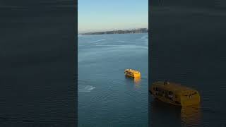 Dolphins welcoming us into the Bay of Islands #cruise #royalcaribbean #dolphin