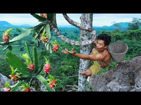 survival in the rainforest Find Fruits are food Dragon Fruit