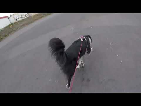 Video #4, 30.07.23, TD Rökkvi / TDH Kata