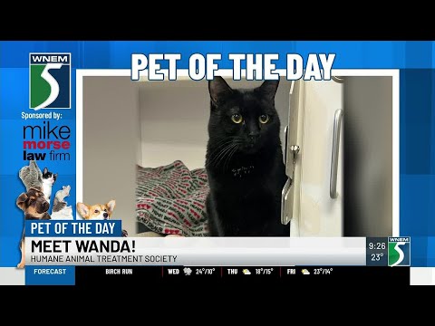 TV5 Pet of the Day: Meet Wanda! - YouTube