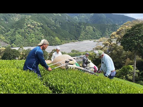 日本綠茶是如何採摘的 | 日本靜岡 (How Japanese Green Tea is Harvested | Shizuoka, Japan)
