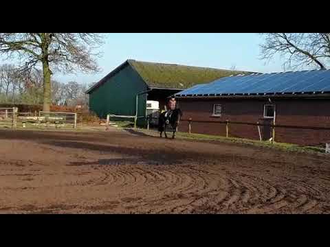 4 year old stallion eventer prospect 16.3h