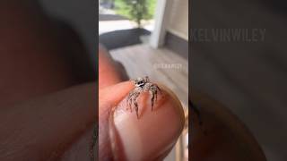 The Spider That Cures Arachnophobia