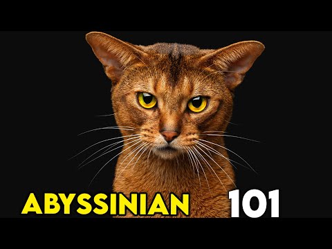 Abyssinian Cat 101 - EVERYTHING You Need To Know