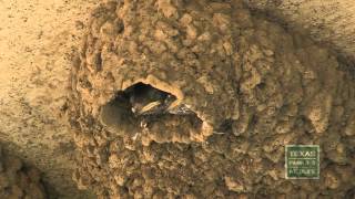 preview picture of video 'Swirling Swallows - Texas Parks and Wildlife [Official]'