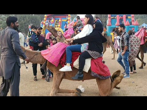 Camel|Camel Riding|Bride on Camel|How a camel stand up?|Acribot|Acribot Performance|Punjab Mela