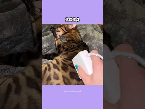 Where Are The Famous Cat Memes Now?💔🕊️ (ThenVsNow) #shorts