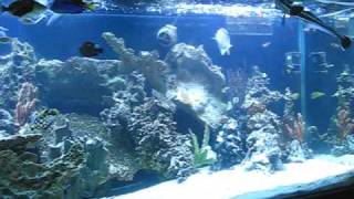 260 gallon saltwater fish tank