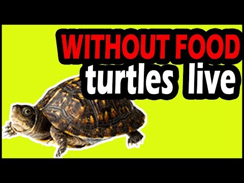 1st YouTube video about how long can a tortoise go without food