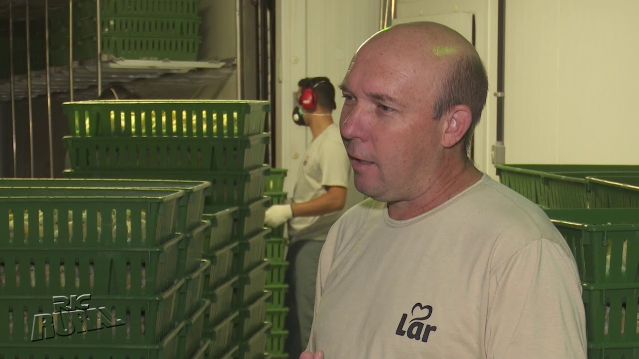 Produção de ovos e pintinhos da cooperativa Lar