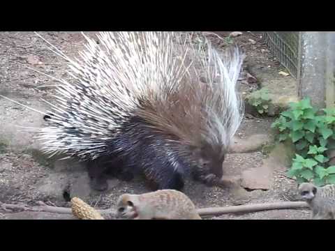 Dikobraz hrebenatý (Hystrix cristata) — ukážka v zoo Paignton