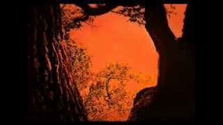 D.COLE &amp; the cats -STREAM OF LOVE -