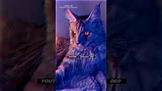 Download lagu Attitude Sigma Rule 😎🔥~ #84 WhatsApp Status #shorts Billionaire Attitude Status🔥#motivation #quotes mp3