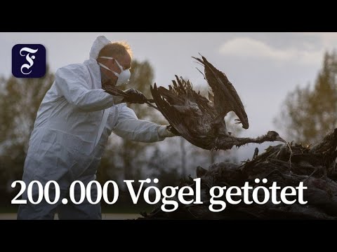 Vogelgrippe breitet sich in Deutschland stark aus
