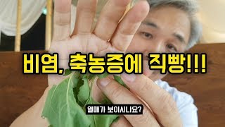 비염, 축농증에 특효인 약초!