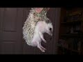 How to Scruff a Hedgehog