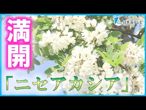 園芸 ニセアカシア、カルージュ、キャシー