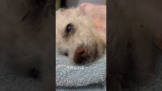 おやすみなさい #シニア犬との暮らし #癒し #トイプードル #眠る #元繁殖犬 #寝たきり #犬のいる生活 #老犬介護 #シニア犬 #ララちゃん #shorts #seniordog