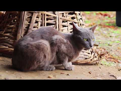 Cats compilation- Most popular #funny #happy #animals #cat #best #top #relaxing #cute #live #life