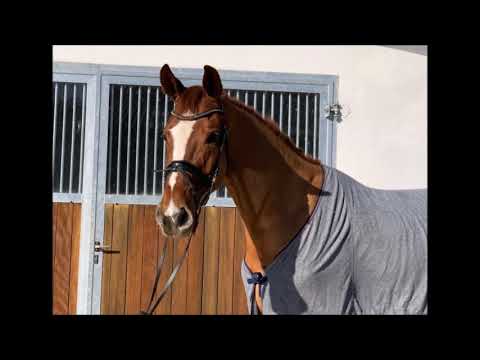 VITUS 5j. v. Vitalis - Sir Donnerhall  VB 18.000,- Euro