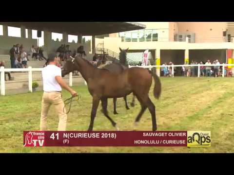 Show AQPS Ouest 2018 : Lot 41 - N(CURIEUSE 2018)
