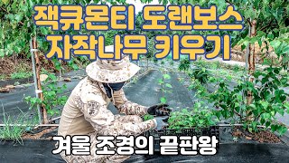 【자작나무 잭큐몬티 도랜보스 키우기】 겨울 조경의 끝판왕 | White birch  Jacquemontii 