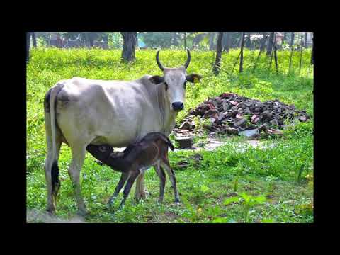 Banen Badi Sunil Edirisinghe
