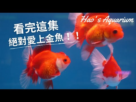 紅色金魚