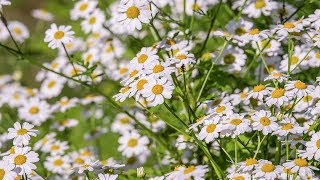 Easy Way To Grow Chamomile From Seed - Gardening Tips