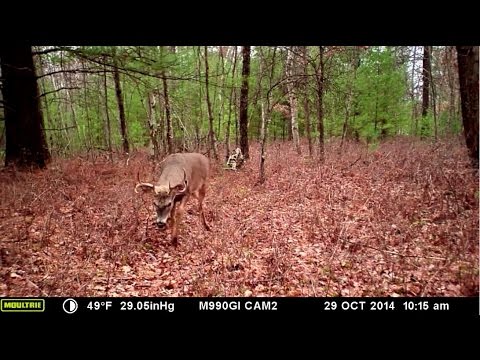 Trail Camera Video Clip: Moultrie M990Gi - Nice 8 Point Buck