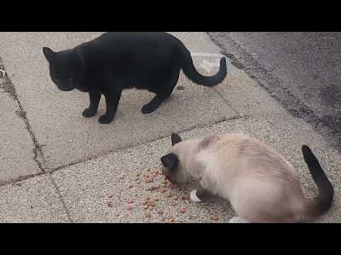 Kitty won't share with black cat 🐈😾