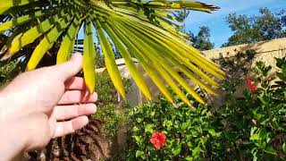 Trachycarpus fortunei - The Chinese Windmill Palm. Trachycarpus fortunei - The Chinese Windmill Palm.