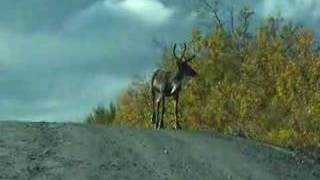preview picture of video 'Denali Highway Elk'