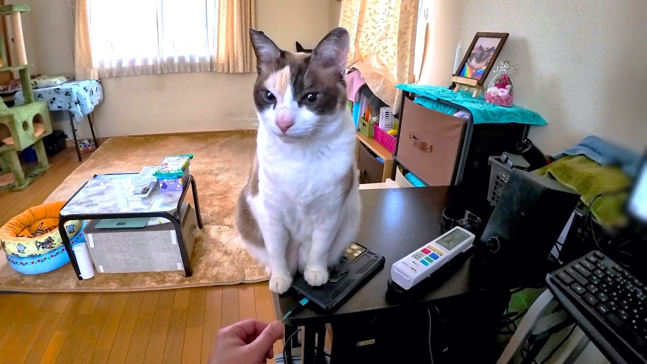 スマホの上に座っていたペポに「取らせて」とお願いしたら取らせてくれた📳