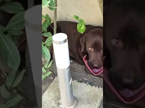 Gaetano contro il consumo di plastica nel mondo 🌍 seguace di Greta! ♻️