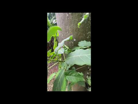 Terreno, 1.145 m², à venda por R$ 400.000-  - Palmeiras de São Paulo - Suzano/SP