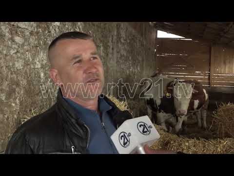 ROGANE MAJMERIA E GJEDHAVE    16 02 2020