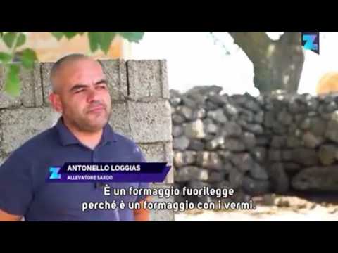 Su Casu Marzu Il Viagra Sardo