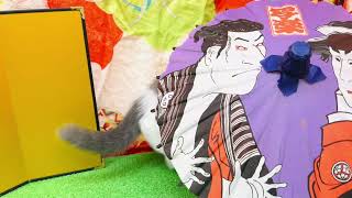 ブリティッシュショートヘアの動画01