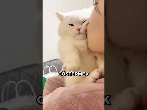 Kedilerin Hiç HOŞLANMADIĞI 3 Davranış 🐈🐾