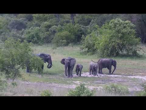 Djuma: Small Elephant herd has a sip and dip in the dam - 15:06 - 11/21/2023
