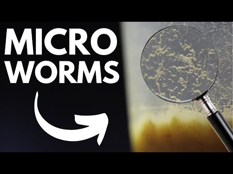 Live Fish Food: How to Make Micro Worm Cultures (Easiest Method)